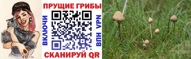 Псилоцибиновые грибы Psilocybe Дегтярск